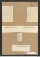 Diatomeae indet. Zeichnungen Sammlung Grunow Nr. 3745 (NHMW-BOT-W0371390)